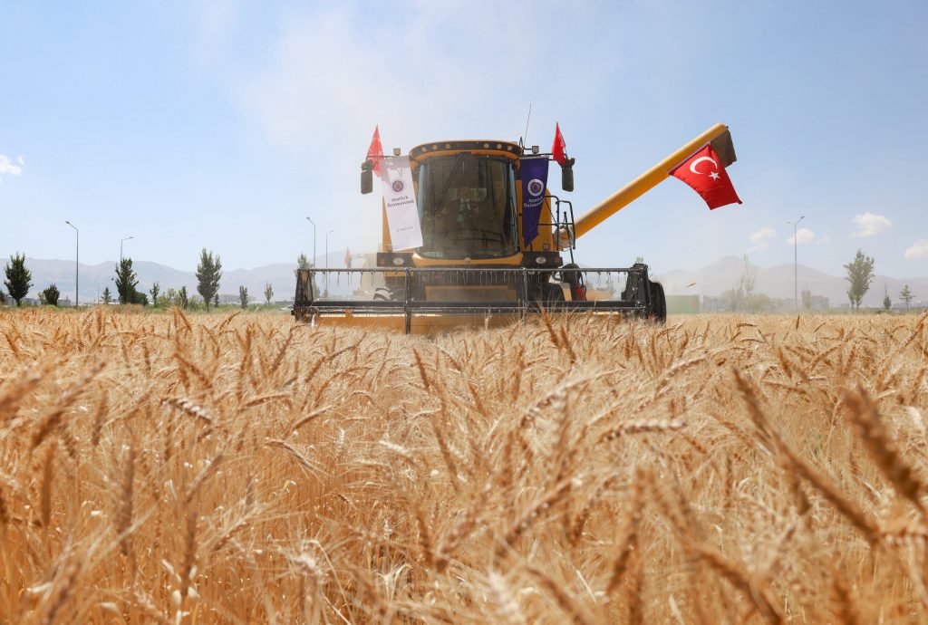 Atatürk Üniversitesinde Buğday Hasadı Başladı
